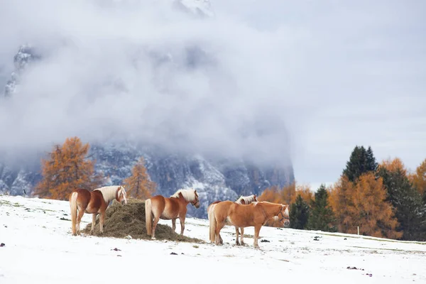 Beautiful Horses Mountains Winter — Stock Photo, Image