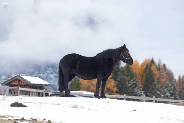 Belos Cavalos Nas Montanhas Inverno — Fotografia de Stock