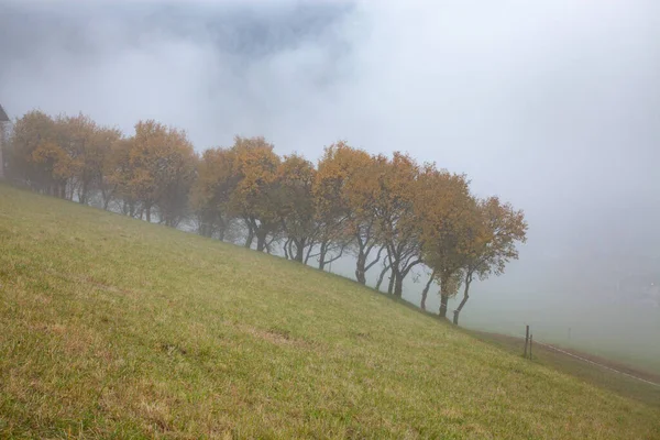 Arbres Automne Dans Brouillard — Photo