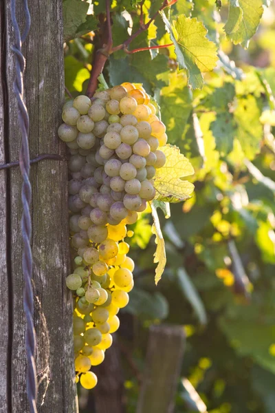 Ripe Grapes Vine Autumn Sunset — Stock Photo, Image