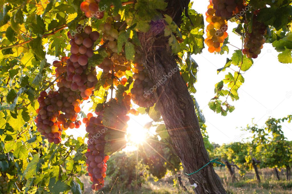 ripe grapes on vine in autumn sunset