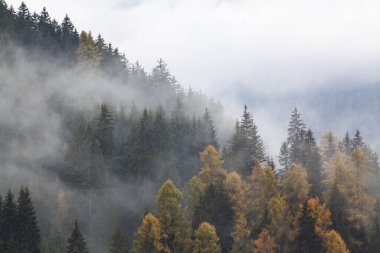 Sabahları ağaçlarla kaplı sisli bir orman