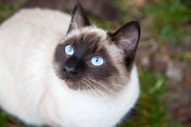 Mavi gözlü güzel kedi portresi