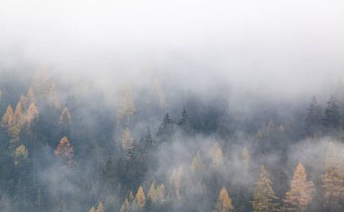 Sabahları ağaçlarla kaplı sisli bir orman