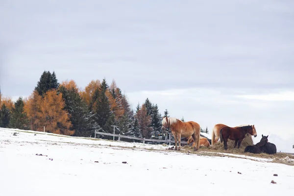 Piękne Konie Górach Zimie — Zdjęcie stockowe