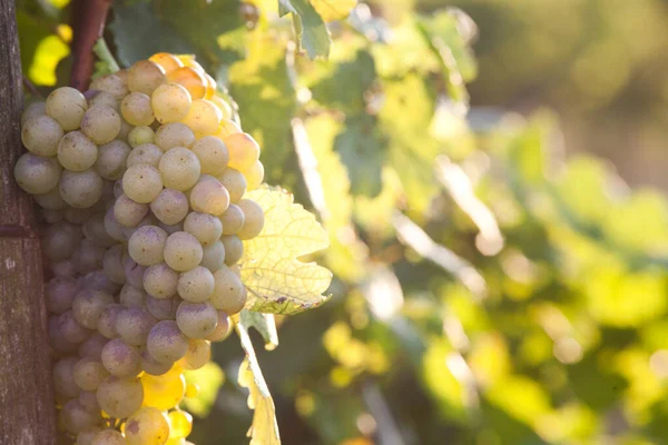 Ripe Grapes Vine Autumn Sunset — Stock Photo, Image