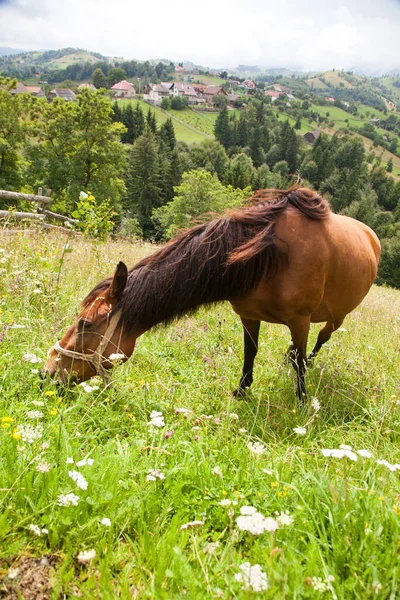 Pferd Weidet Auf Der Grünen Weide — Stockfoto