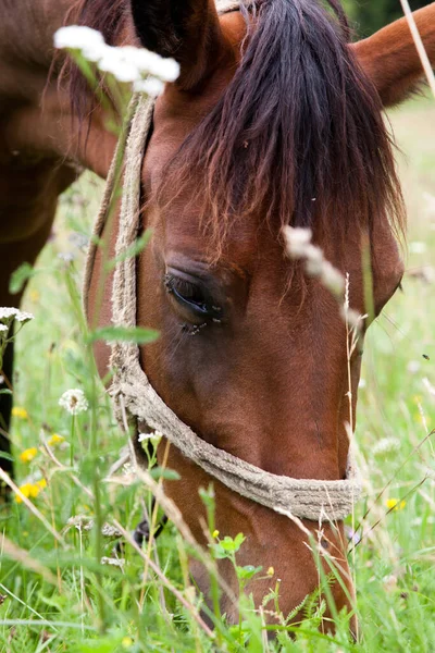 緑の牧草地での馬の放牧 — ストック写真