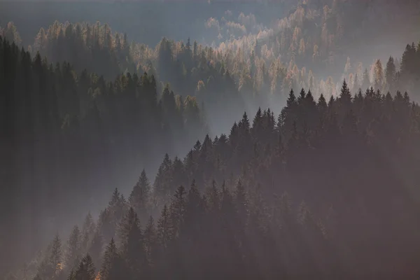 Güneş Işınları Sisli Çam Ormanlarında — Stok fotoğraf