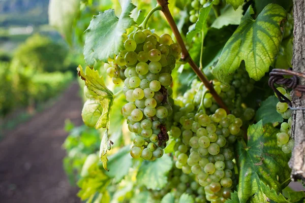 Ripe Grapes Vine Autumn Sunset — Stock Photo, Image