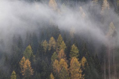 Sabahları ağaçlarla kaplı sisli bir orman