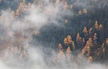 Sabahları ağaçlarla kaplı sisli bir orman
