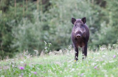 Doğal ortamında yaban domuzu