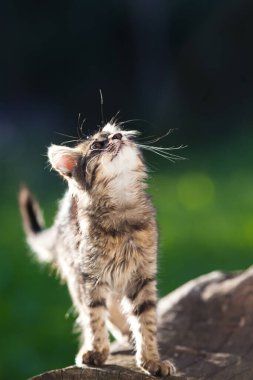 Bahçedeki küçük sevimli kedi