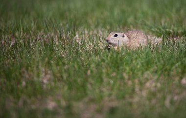 Tatlı yer sincabı portresi