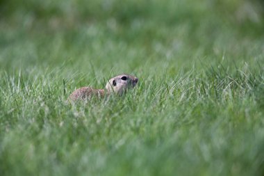 Tatlı yer sincabı portresi