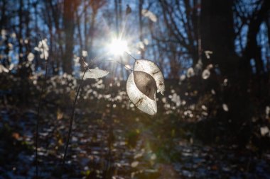 Gün batımında, kış ormanlarında güzel kuru yapraklar.