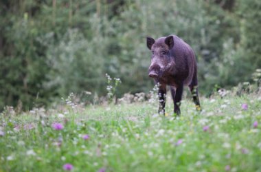 Doğal ortamında yaban domuzu