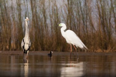 Güzel beyaz balıkçıl bir gölde balık tutuyor. Doğal ortamında vahşi yaşam.