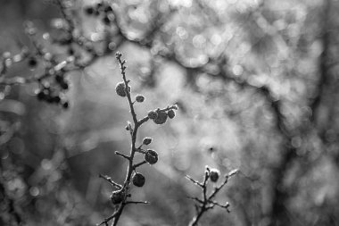 Ağaç dalları, buzullarla kaplı, yakın plan manzaralı.
