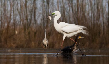 Güzel beyaz balıkçıl bir gölde balık tutuyor. Doğal ortamında vahşi yaşam.
