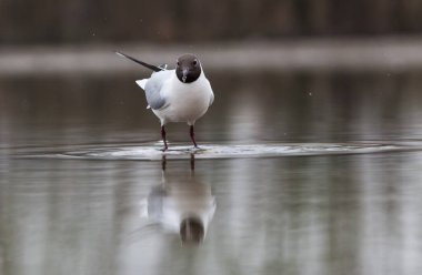 Siyah başlı martı gölde balık tutuyor.