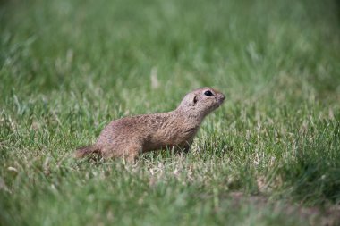Tatlı yer sincabı portresi