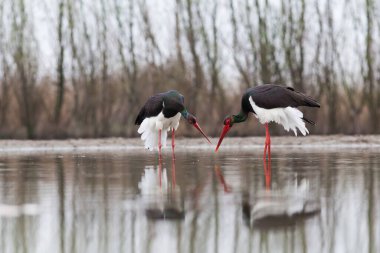 Tuna deltasındaki büyük balıkçıl.