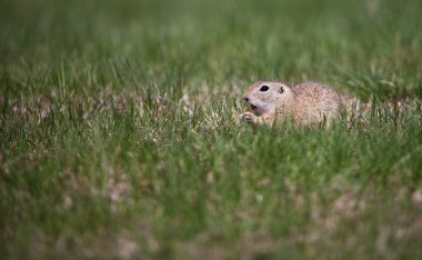 Tatlı yer sincabı portresi