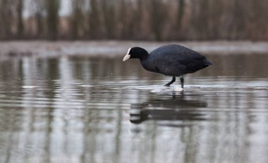 Suda büyük bir balıkçıl