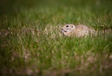Tatlı yer sincabı portresi