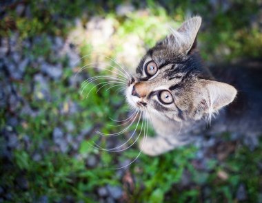 Bahçedeki küçük sevimli kedi