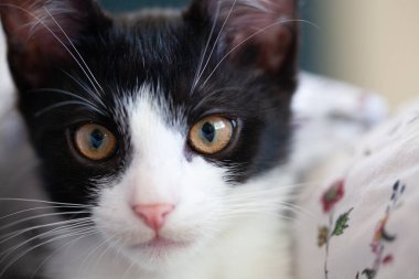 Çok renkli şirin bir kedinin portresi. 