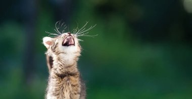 Bahçedeki küçük sevimli kedi