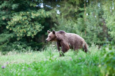 kahverengi ayı doğal ortamında.