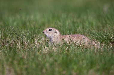Tatlı yer sincabı portresi