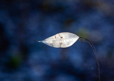Gün batımında, kış ormanlarında güzel kuru yapraklar.