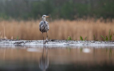 Güzel gri balıkçıl sabahın erken saatlerinde gölde balık tutuyor.