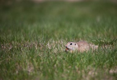 Tatlı yer sincabı portresi