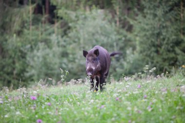 Doğal ortamında yaban domuzu