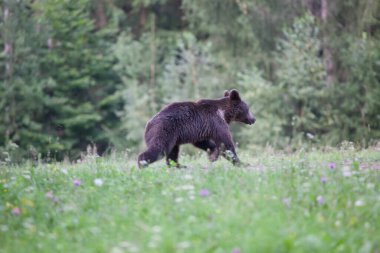 kahverengi ayı doğal ortamında.