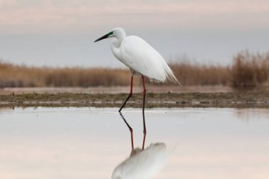 Güzel beyaz balıkçıl bir gölde balık tutuyor. Doğal ortamında vahşi yaşam.