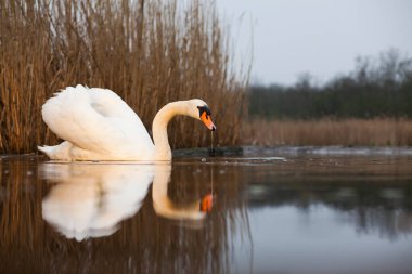 Göldeki güzel beyaz kuğu. Doğal ortamında vahşi yaşam.