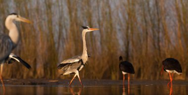 Göldeki güzel vahşi kuşlar: Kara leylek, büyük beyaz balıkçıl, gri balıkçıl gölü, siyah başlı martı, gece kuşu, ördek