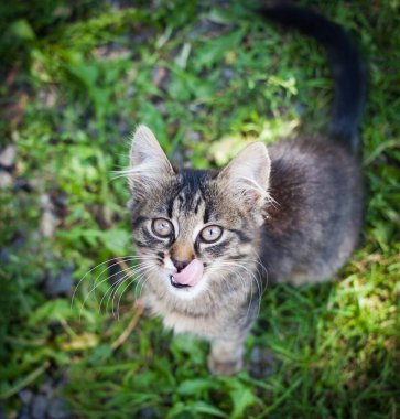 Bahçedeki küçük sevimli kedi