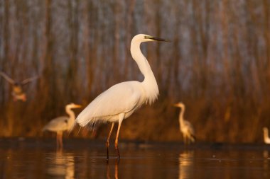 Güzel beyaz balıkçıl bir gölde balık tutuyor. Doğal ortamında vahşi yaşam.
