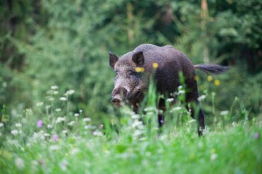 Doğal ortamında yaban domuzu