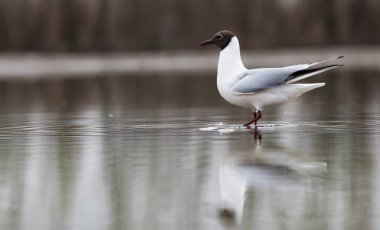 Siyah başlı martı gölde balık tutuyor.