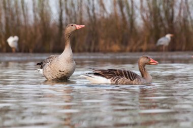 Göldeki güzel vahşi kuşlar: Kara leylek, büyük beyaz balıkçıl, gri balıkçıl gölü, siyah başlı martı, gece kuşu, ördek