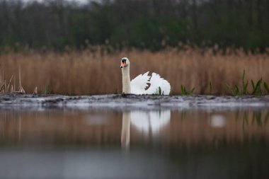 Göldeki güzel beyaz kuğu. Doğal ortamında vahşi yaşam.